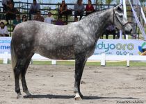 W MUNECA LGD, DE LUIS GONZALEZ DIEZ, PLATA EN YEGUAS DE 5 Y 6 AS